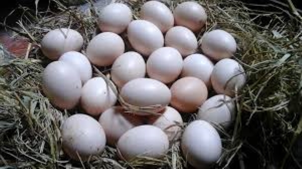 Trứng gà - Thực Phẩm Mai Khôi Nguyên - Công Ty TNHH TM DV Mai Khôi Nguyên